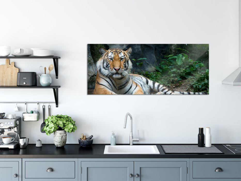 Liegender Tiger, Glasbild Panorama