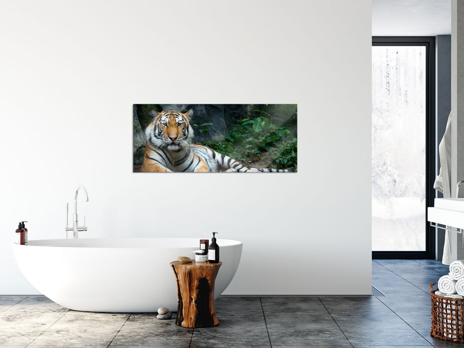 Liegender Tiger, Glasbild Panorama