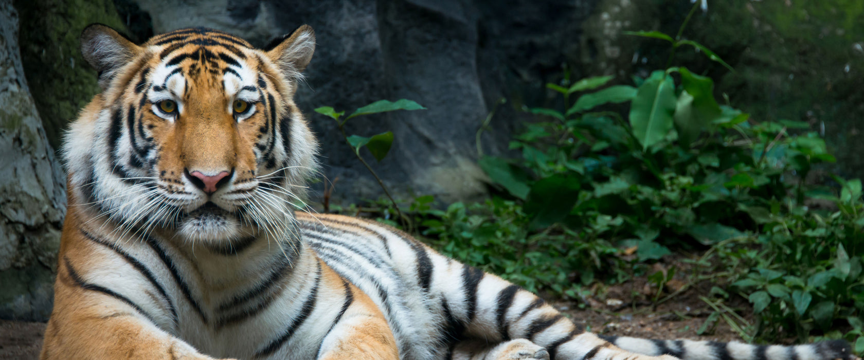 Liegender Tiger, Glasbild Panorama