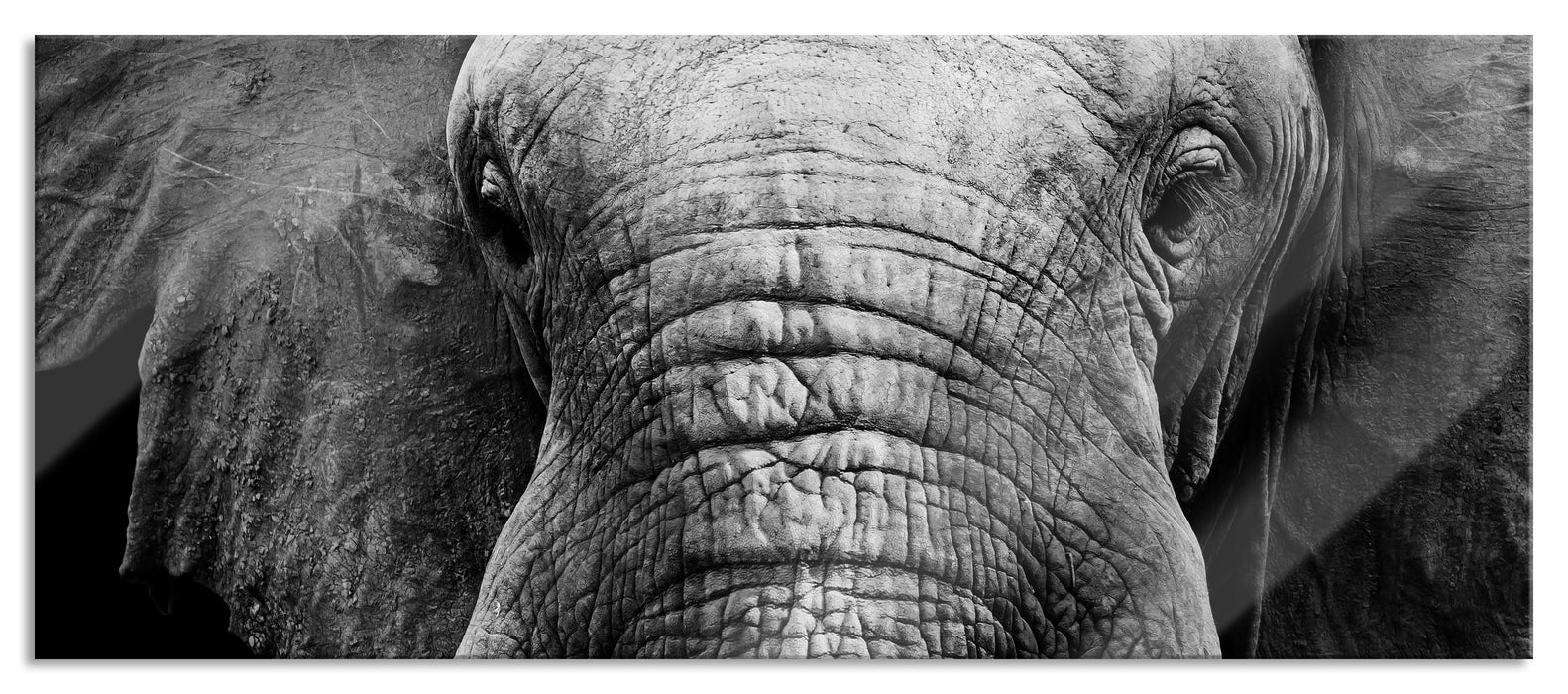 Pixxprint Elefant Porträt, Glasbild Panorama