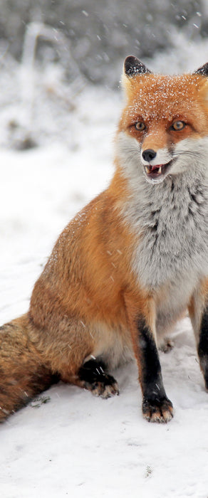 Fuchs im Schnee, Glasbild Panorama