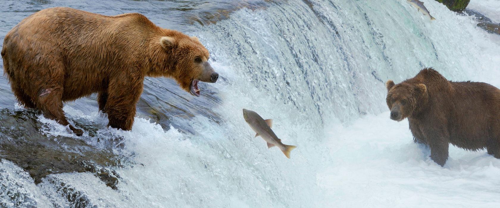 Bären fangen Lachs, Glasbild Panorama