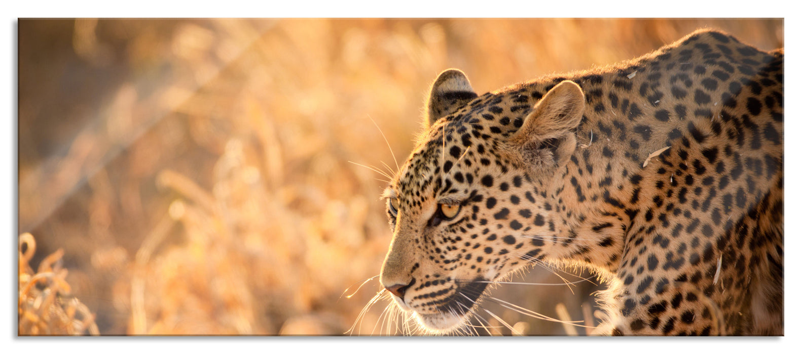 Pixxprint Jagender Leopard, Glasbild Panorama