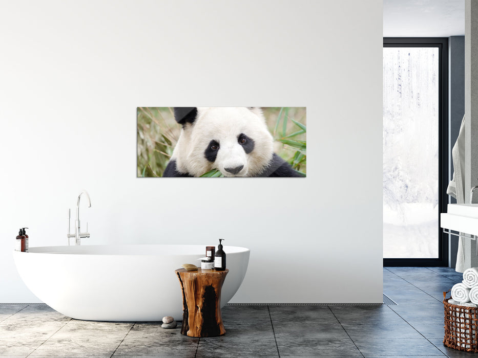 Pandabär frisst Bambus, Glasbild Panorama