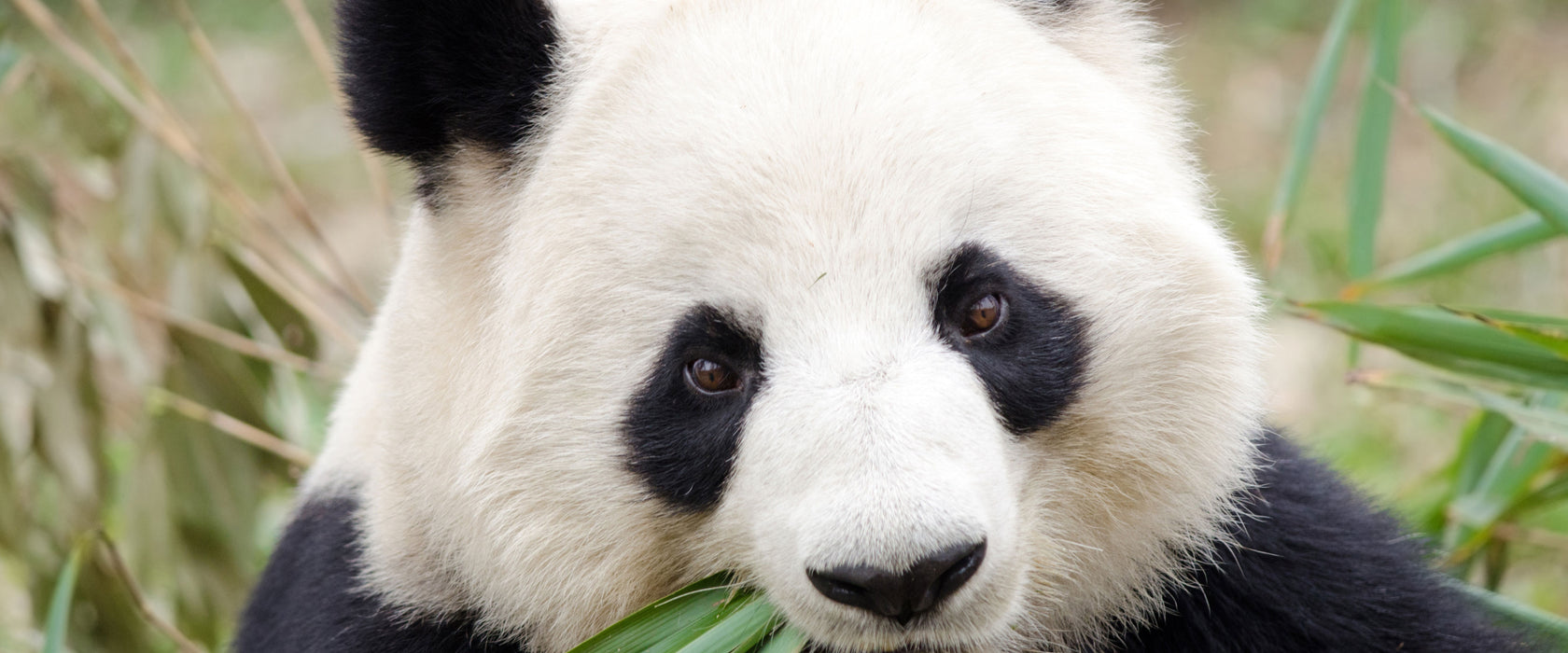 Pandabär frisst Bambus, Glasbild Panorama