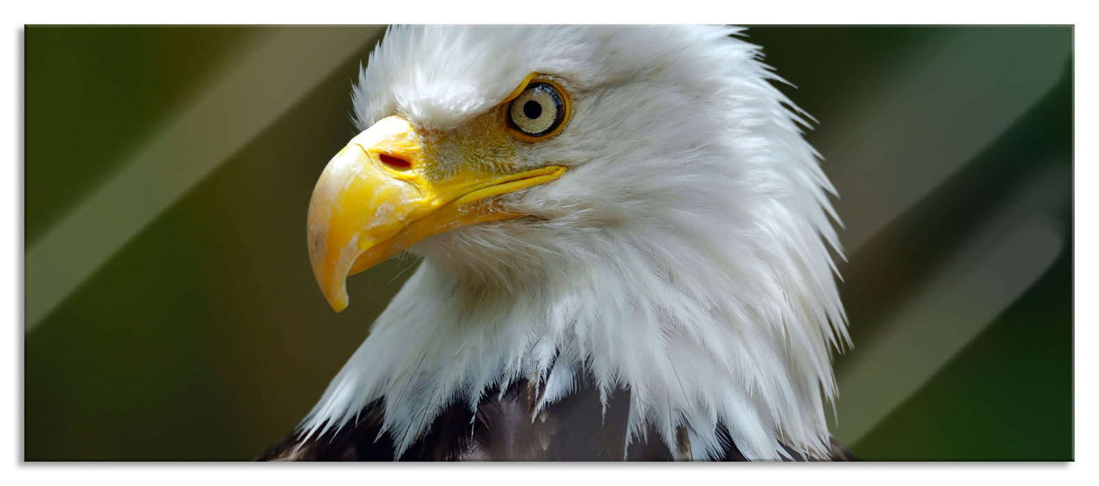 Pixxprint Mächtiger Weißkopfseeadler, Glasbild Panorama