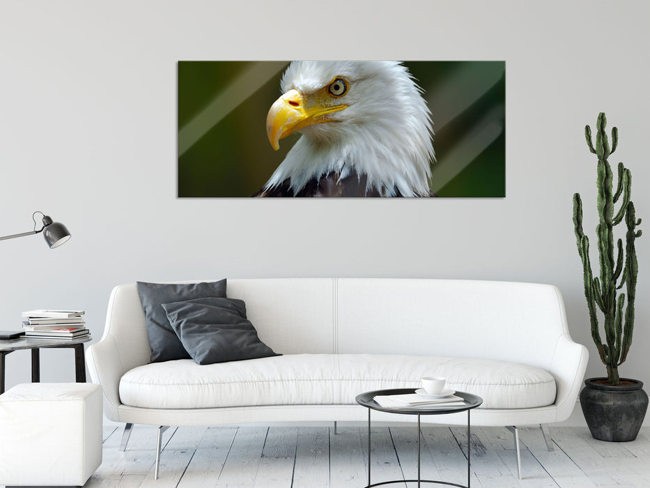 Mächtiger Weißkopfseeadler, Glasbild Panorama