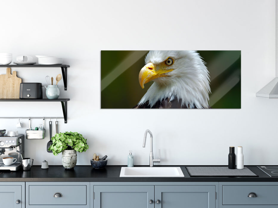 Mächtiger Weißkopfseeadler, Glasbild Panorama