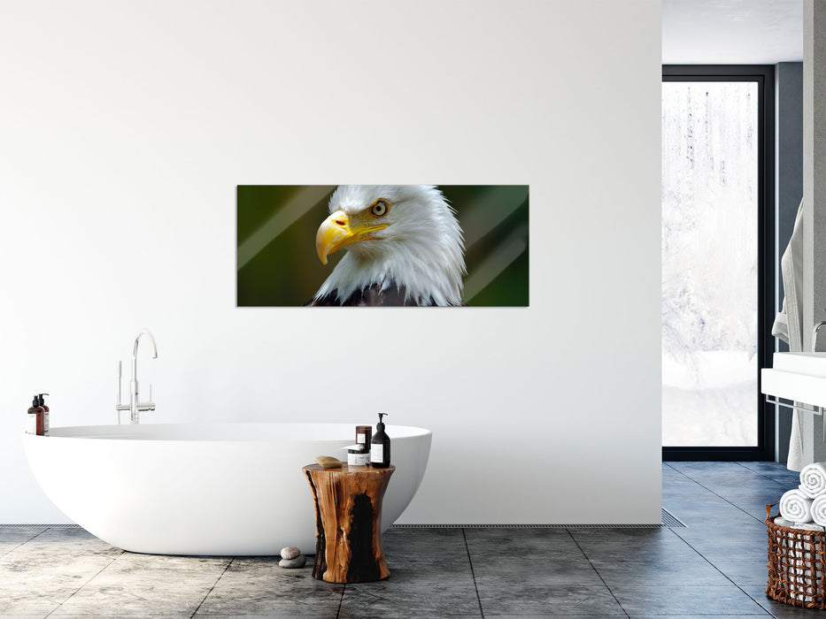 Mächtiger Weißkopfseeadler, Glasbild Panorama