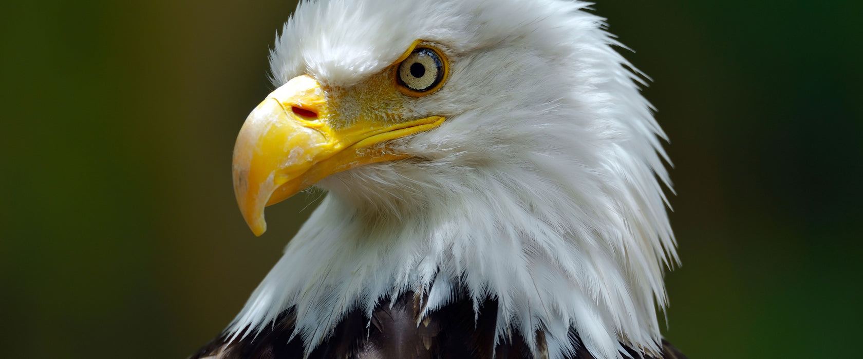 Mächtiger Weißkopfseeadler, Glasbild Panorama