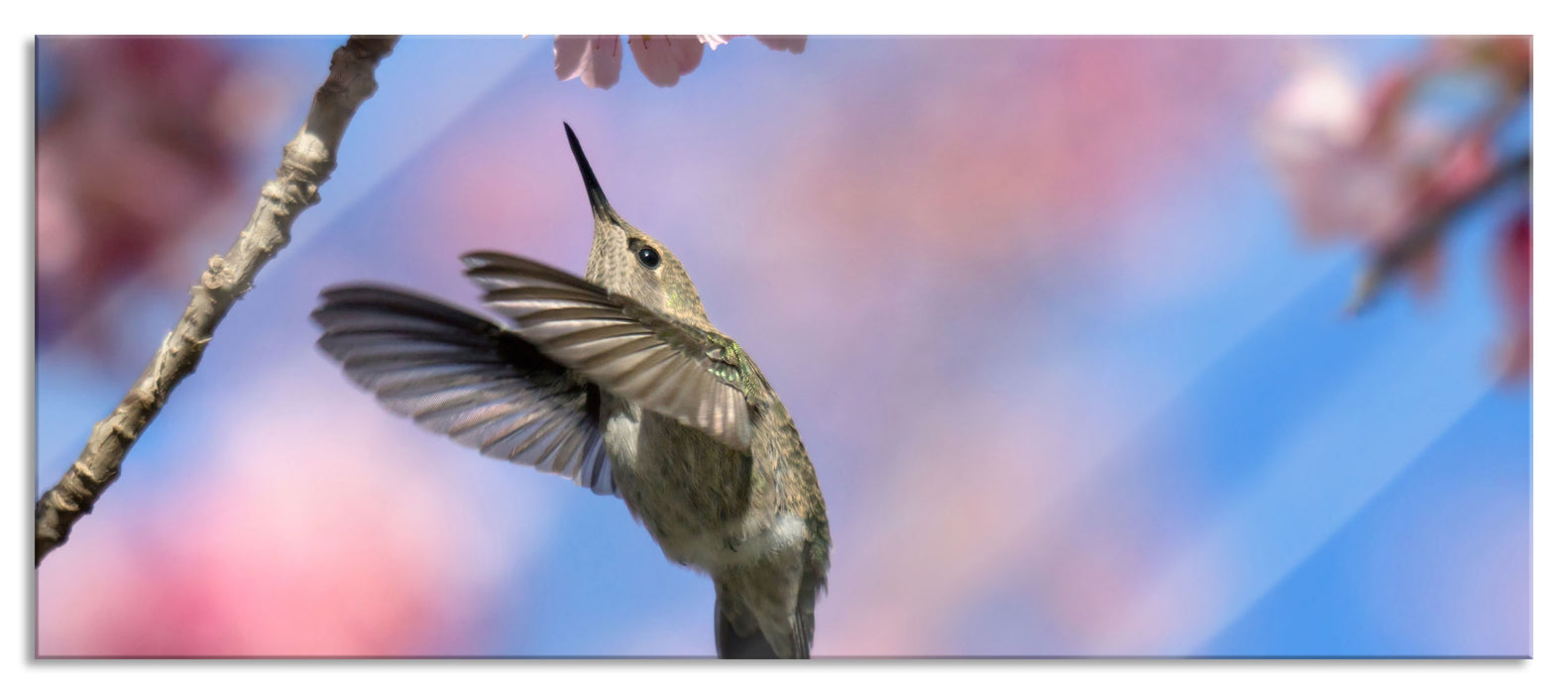 Pixxprint Kolibri an Kirschblüte, Glasbild Panorama