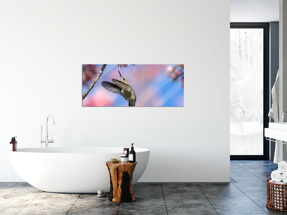 Kolibri an Kirschblüte, Glasbild Panorama