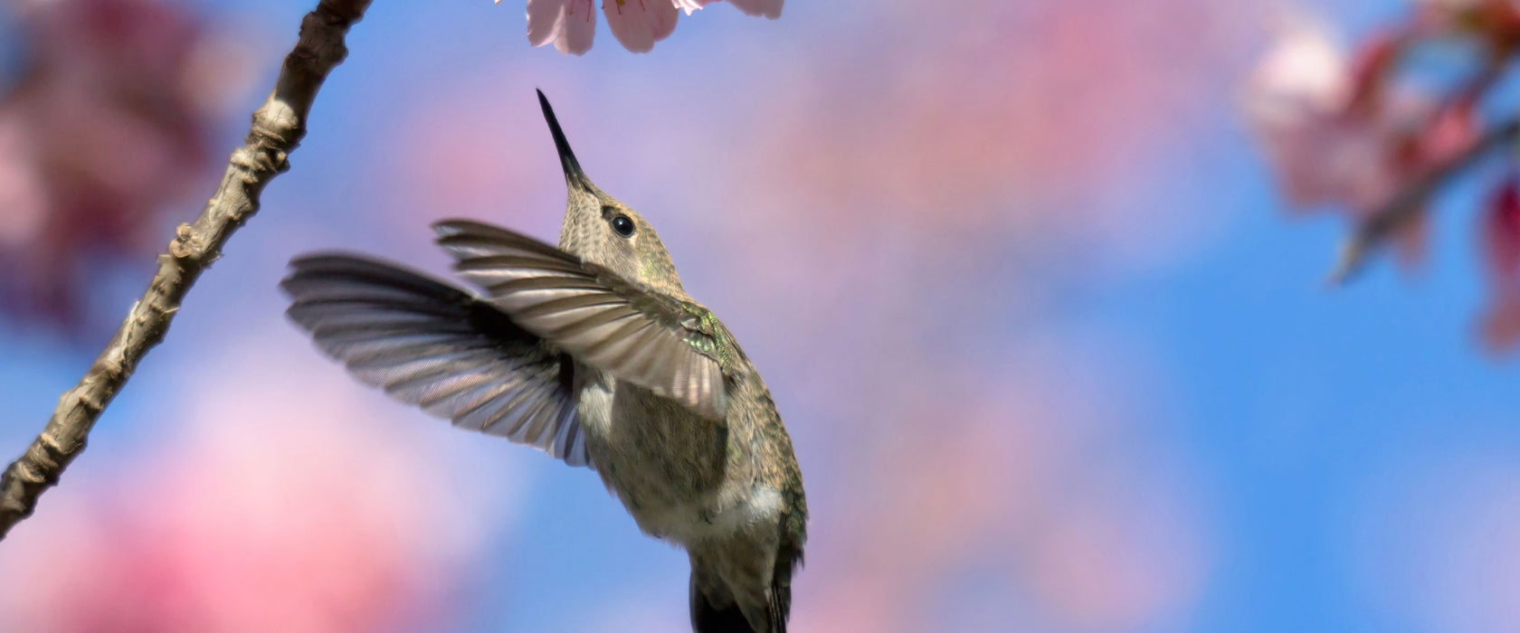 Kolibri an Kirschblüte, Glasbild Panorama