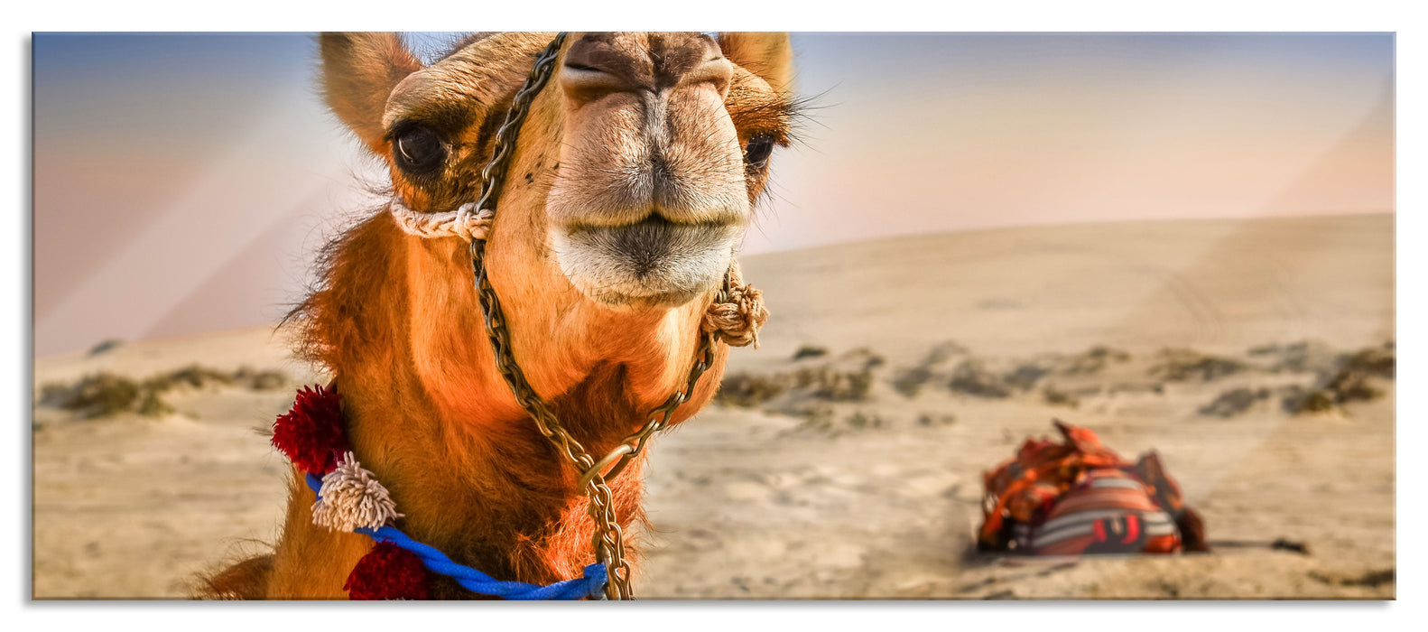 Pixxprint Lustiges Kamel in Wüste, Glasbild Panorama