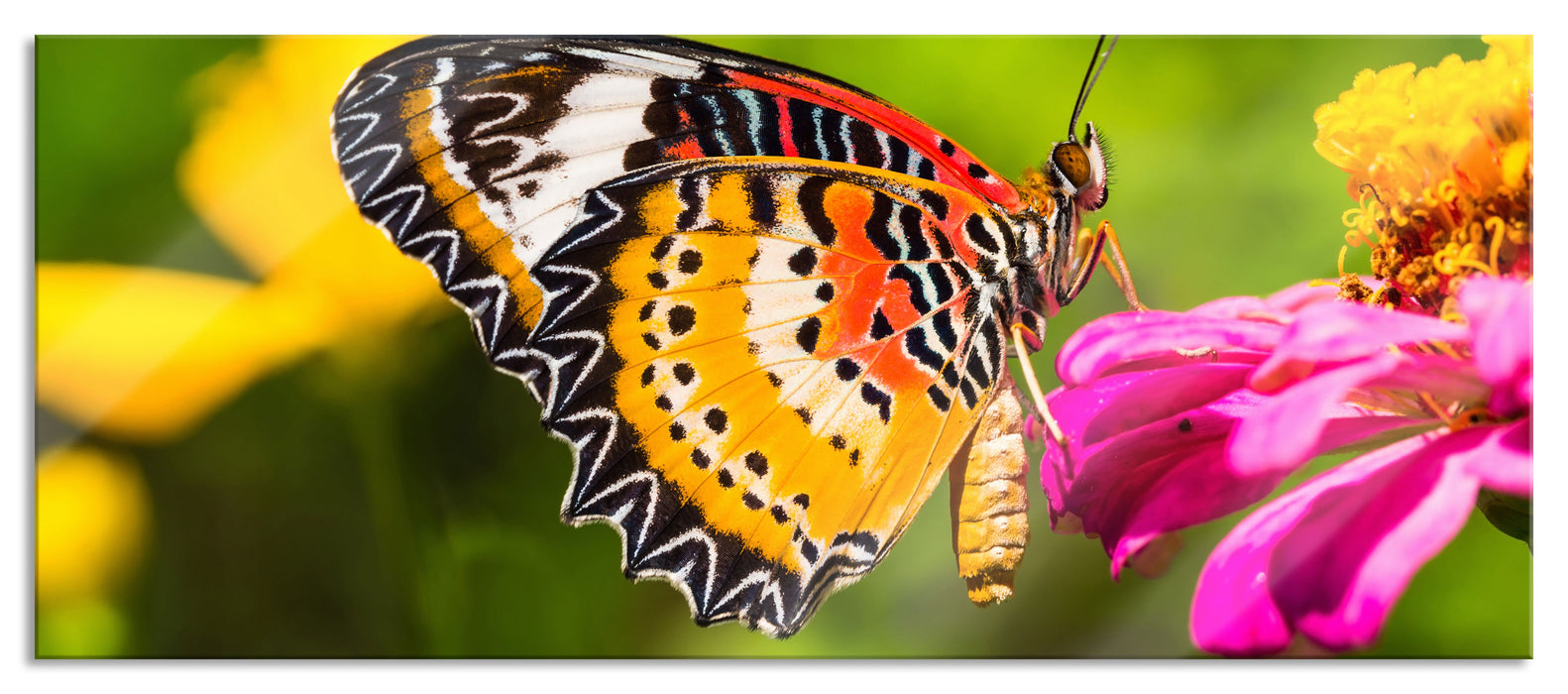 Pixxprint Schmetterling auf Blüte, Glasbild Panorama