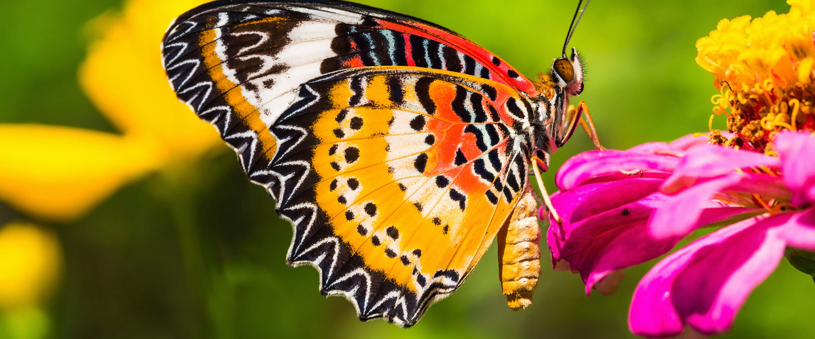 Schmetterling auf Blüte, Glasbild Panorama