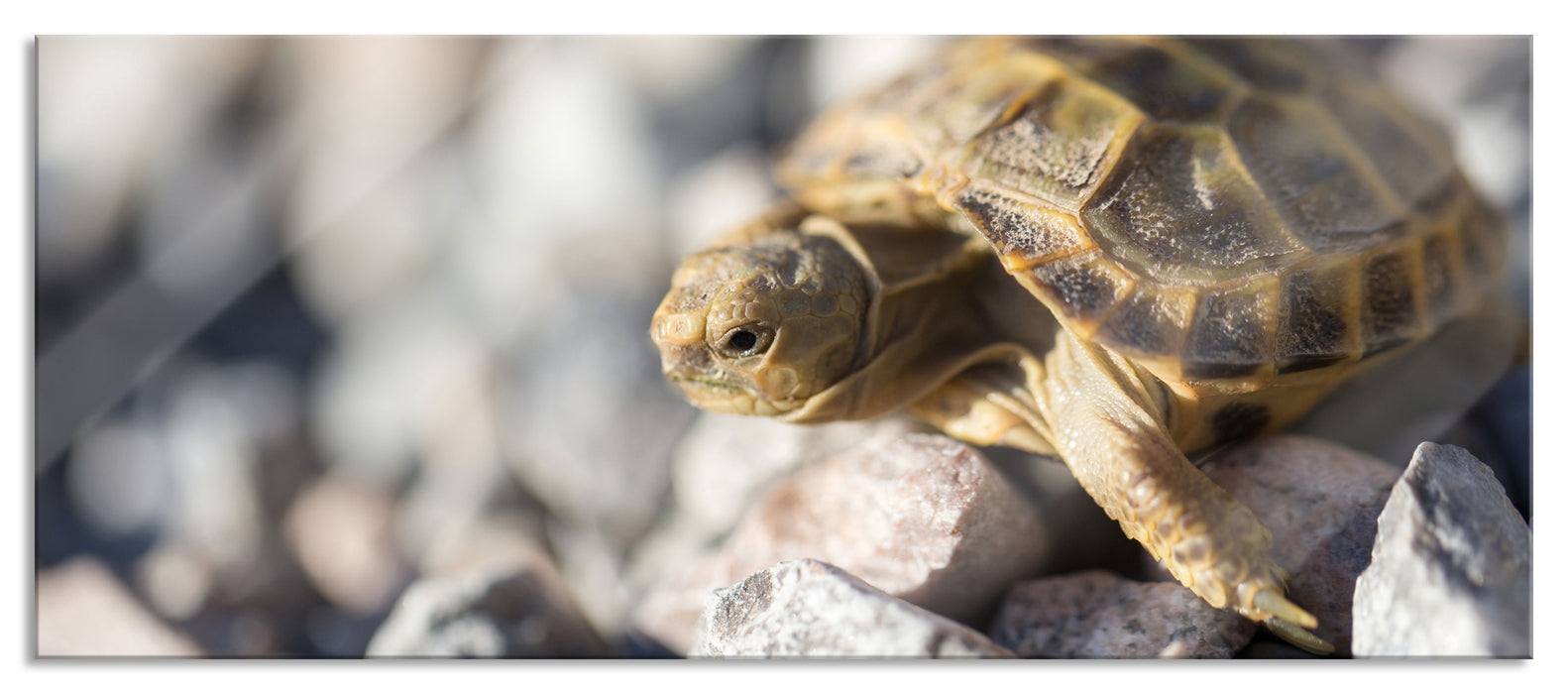 Pixxprint Kleine Schildkröte, Glasbild Panorama