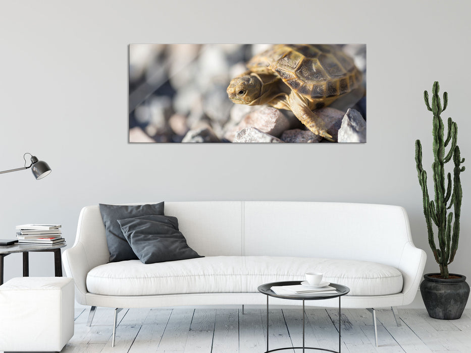 Kleine Schildkröte, Glasbild Panorama