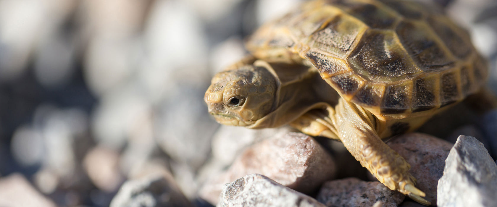 Kleine Schildkröte, Glasbild Panorama