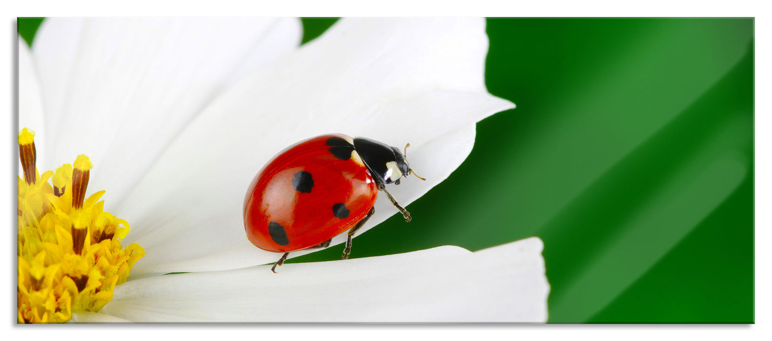 Pixxprint Marienkäfer auf Blüte, Glasbild Panorama