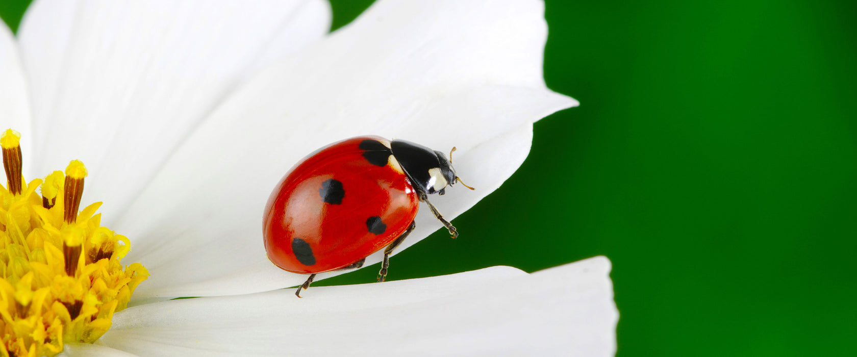 Marienkäfer auf Blüte, Glasbild Panorama