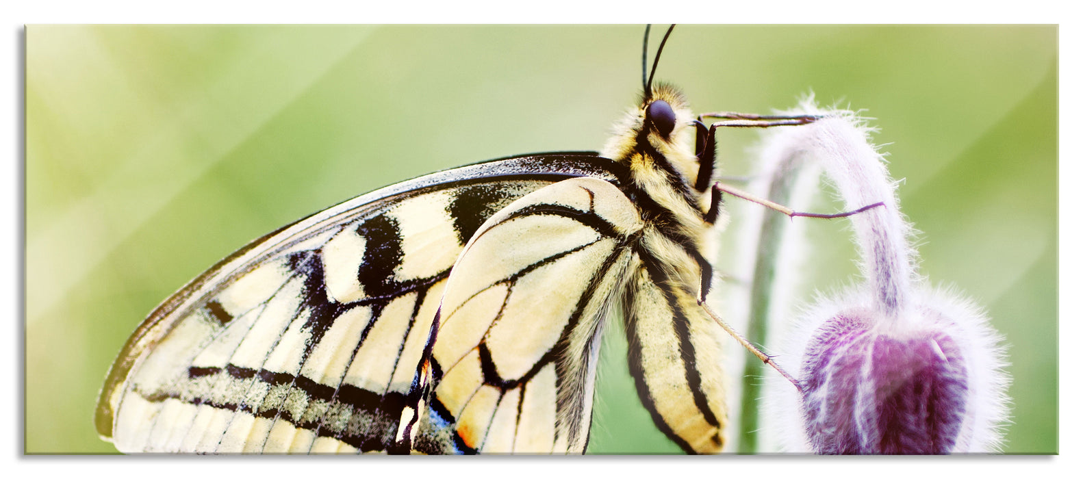 Pixxprint Schmetterling Schwalbenschwanz, Glasbild Panorama