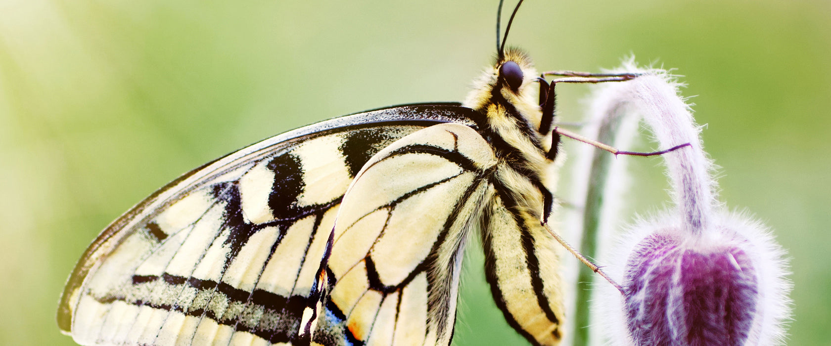 Schmetterling Schwalbenschwanz, Glasbild Panorama