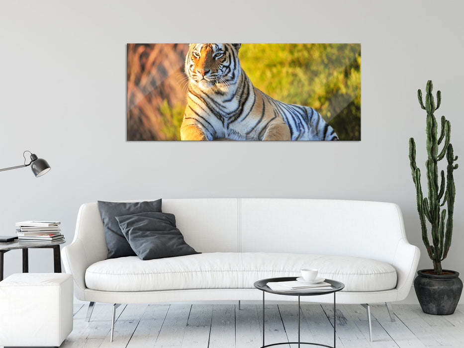 Stolzer Tiger, Glasbild Panorama