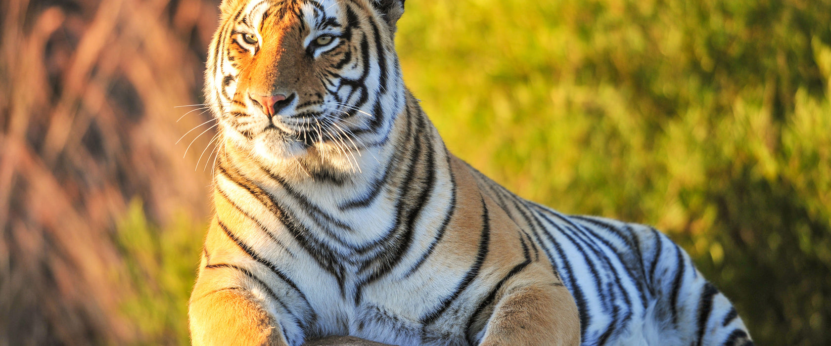 Stolzer Tiger, Glasbild Panorama