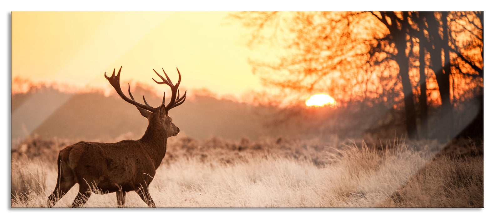 Pixxprint Hirsch im Sonnenuntergang, Glasbild Panorama