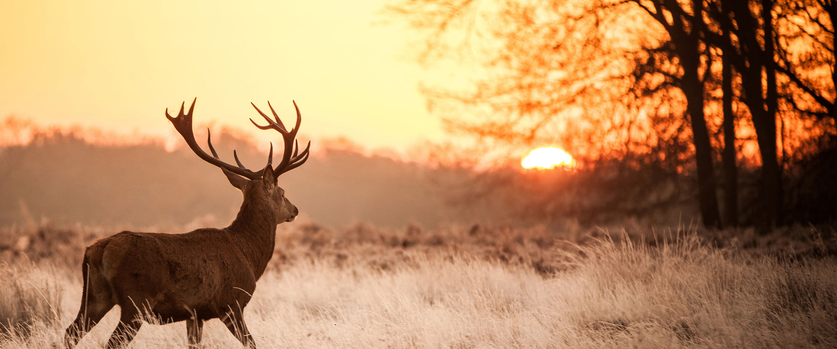 Hirsch im Sonnenuntergang, Glasbild Panorama