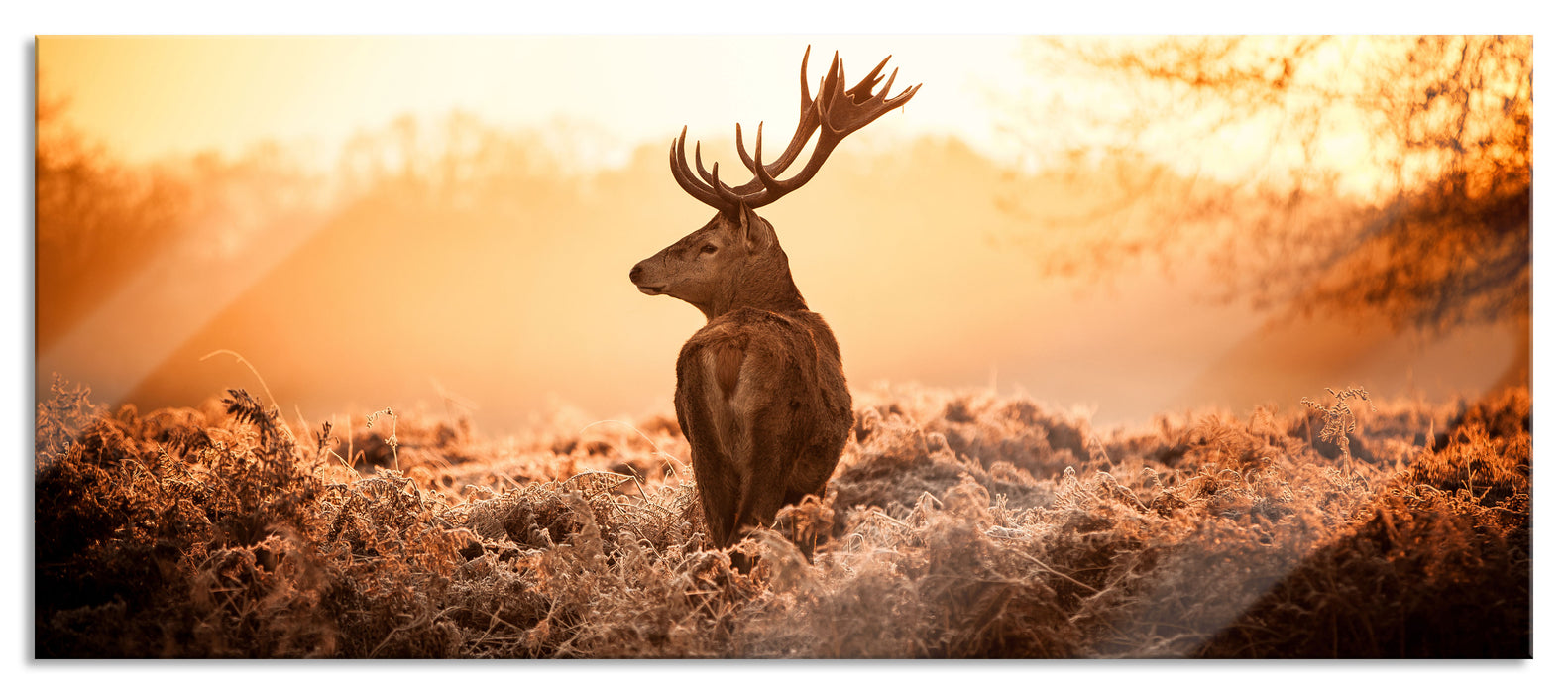 Pixxprint Stolzer Hirsch, Glasbild Panorama