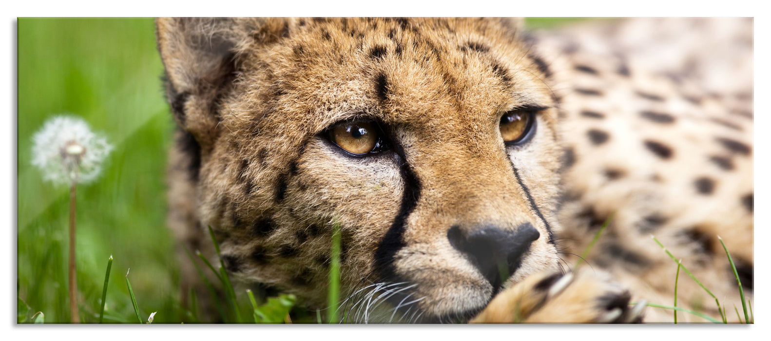 Pixxprint Gepard im Gras, Glasbild Panorama