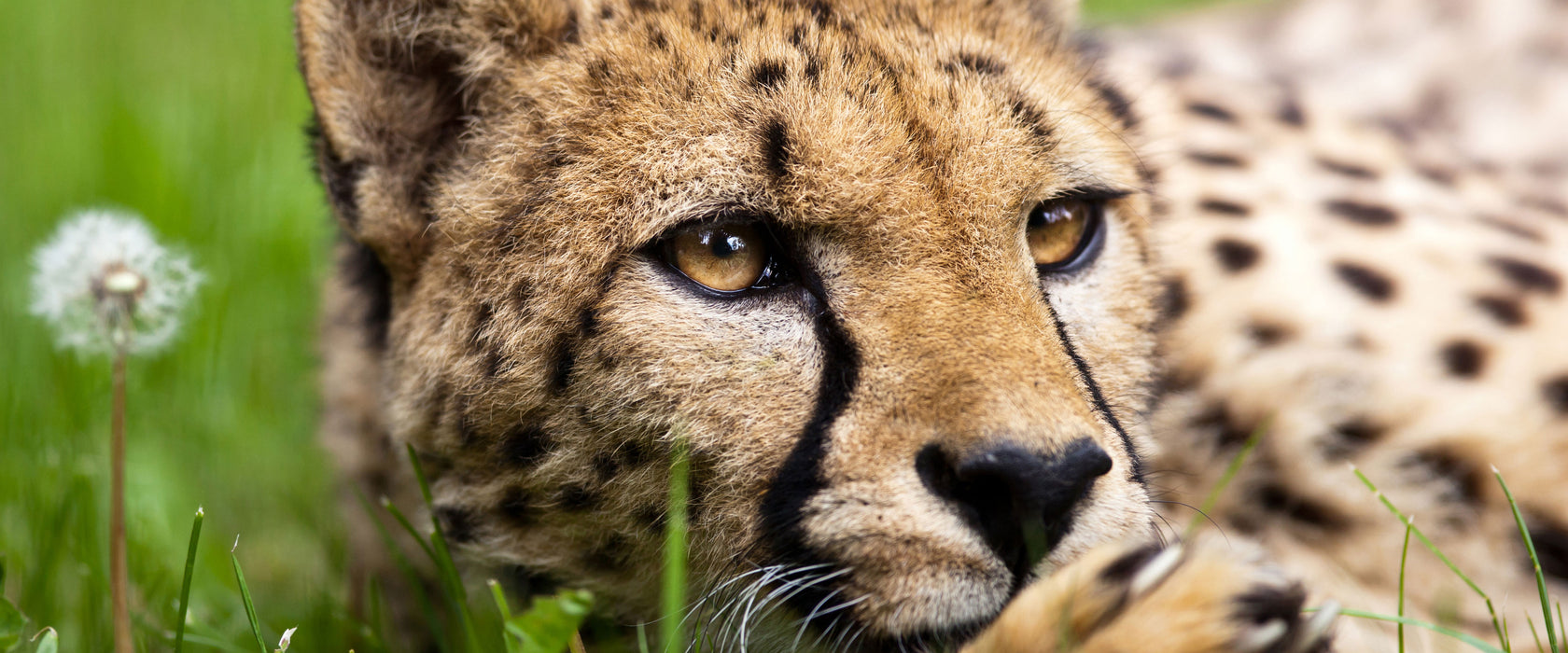 Gepard im Gras, Glasbild Panorama