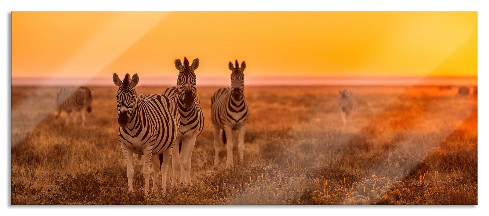 Pixxprint Zebra in der Savanne, Glasbild Panorama