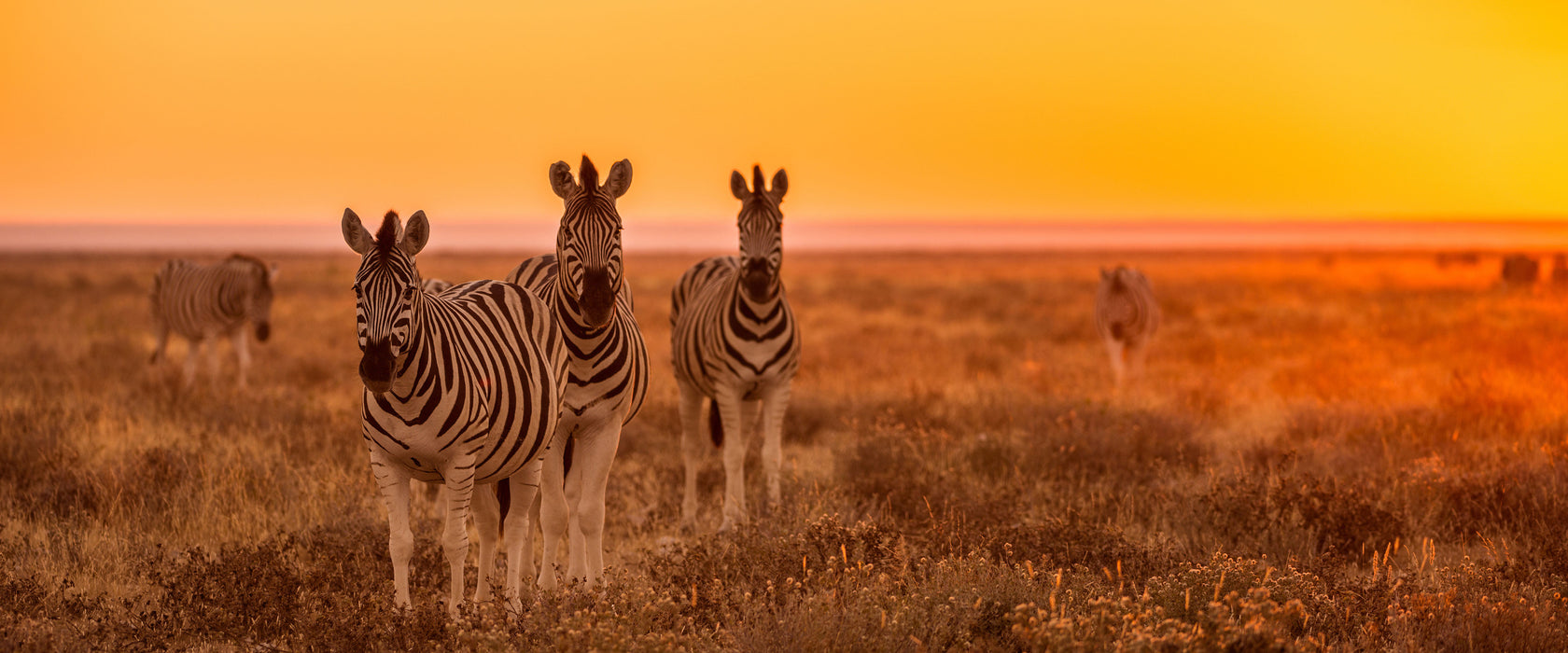 Zebra in der Savanne, Glasbild Panorama