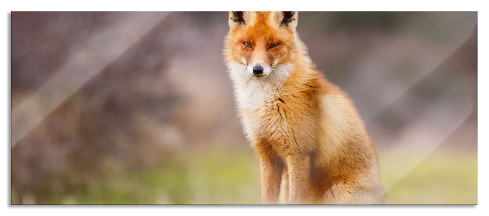 Pixxprint Listiger Fuchs, Glasbild Panorama