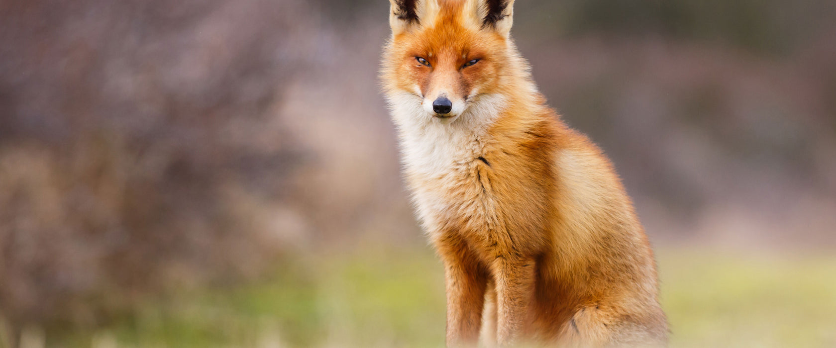 Listiger Fuchs, Glasbild Panorama