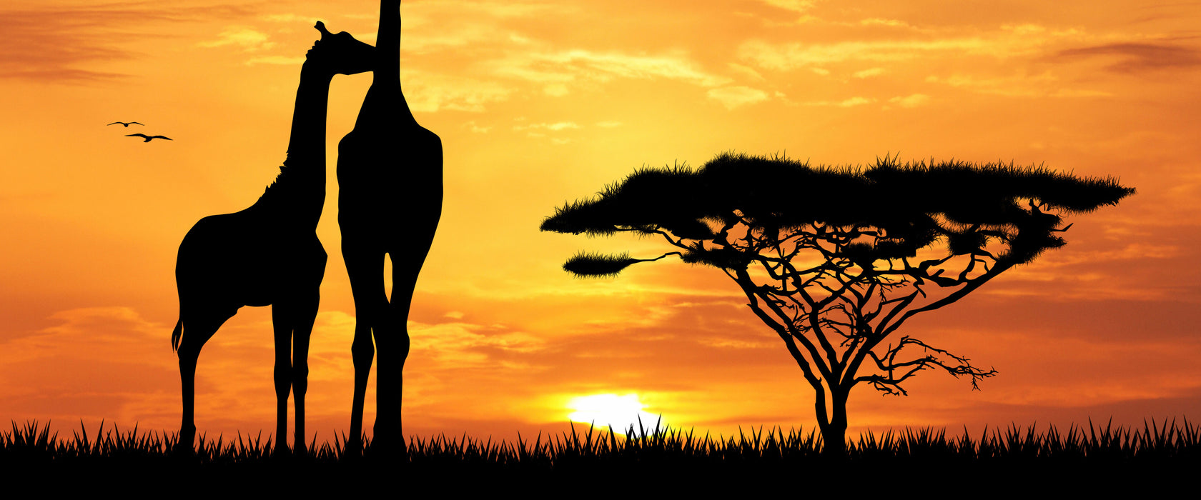 Giraffen im Sonnenuntergang, Glasbild Panorama