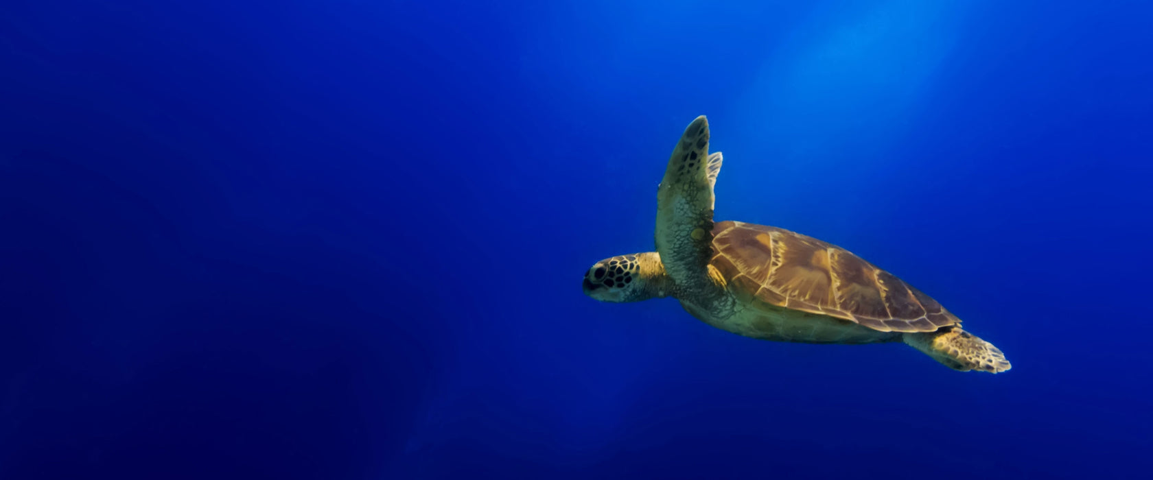 Alte Schildkröte im Meer, Glasbild Panorama