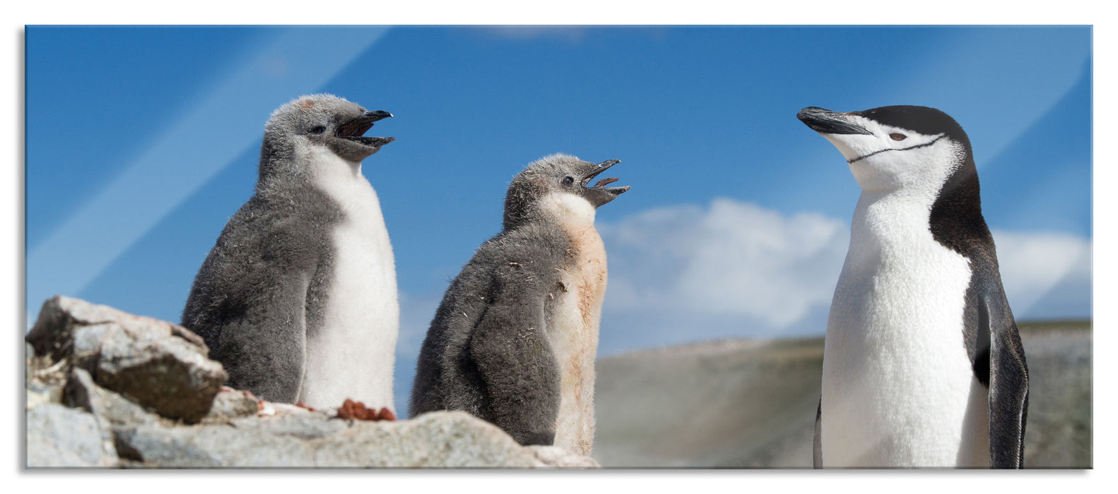 Pixxprint Pinguin mit süßen Küken, Glasbild Panorama