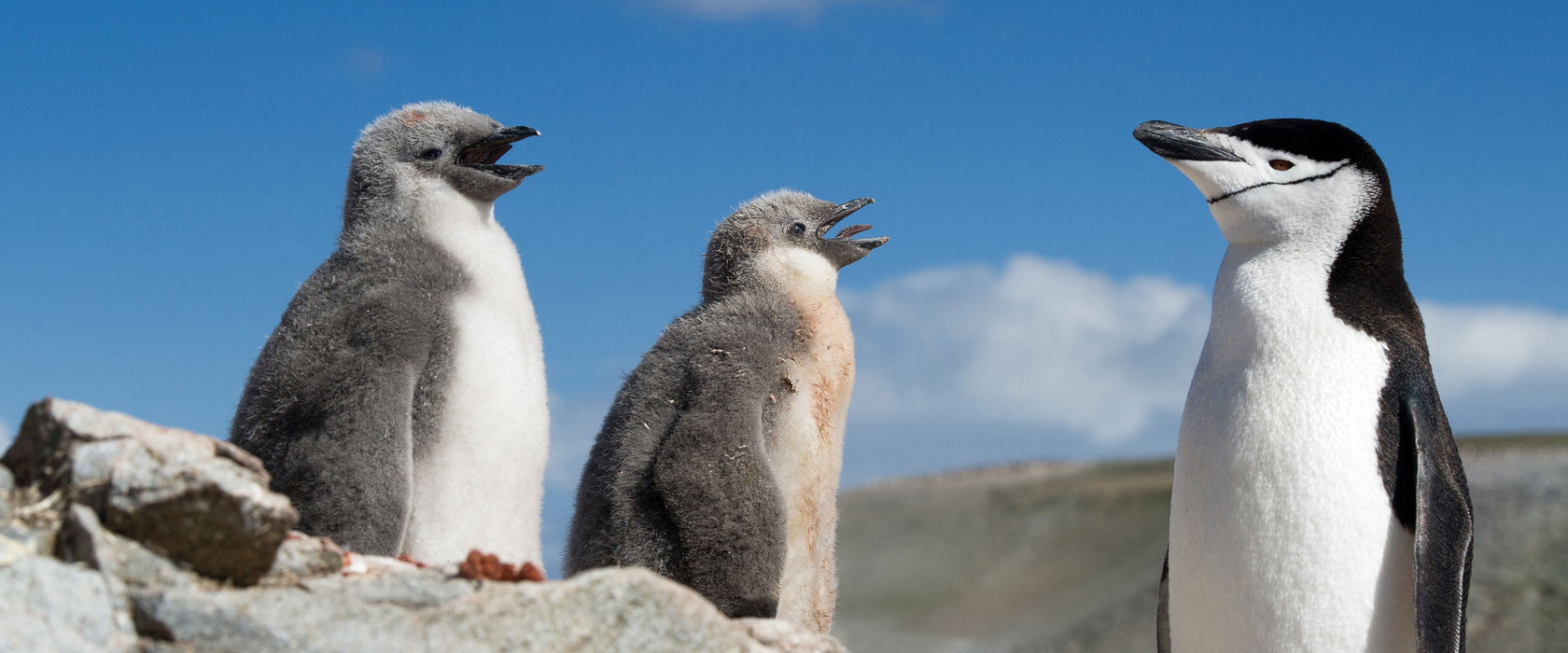 Pinguin mit süßen Küken, Glasbild Panorama