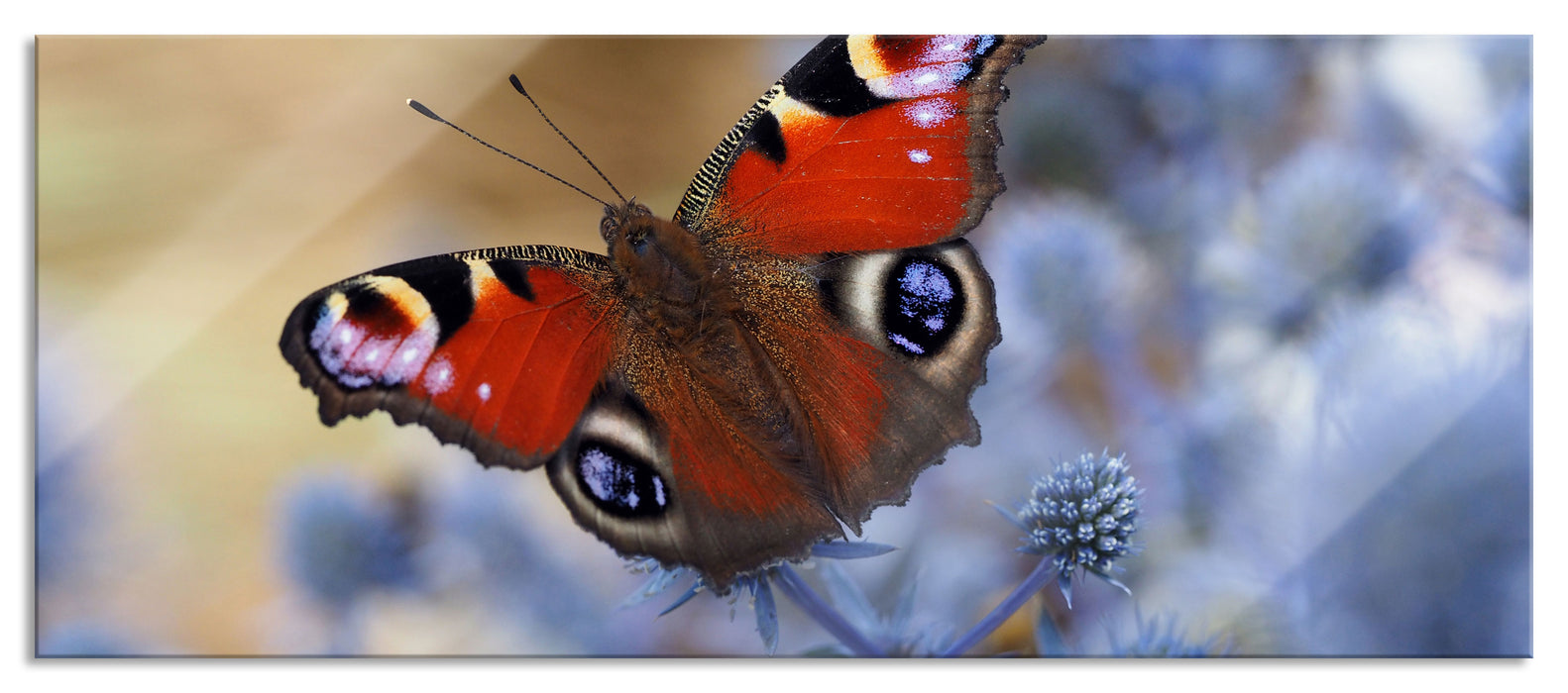 Pixxprint Schöner Schmetterling Pfauenauge, Glasbild Panorama