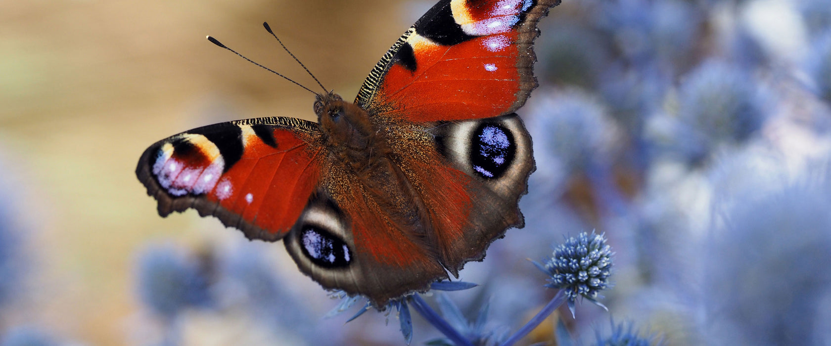 Schöner Schmetterling Pfauenauge, Glasbild Panorama