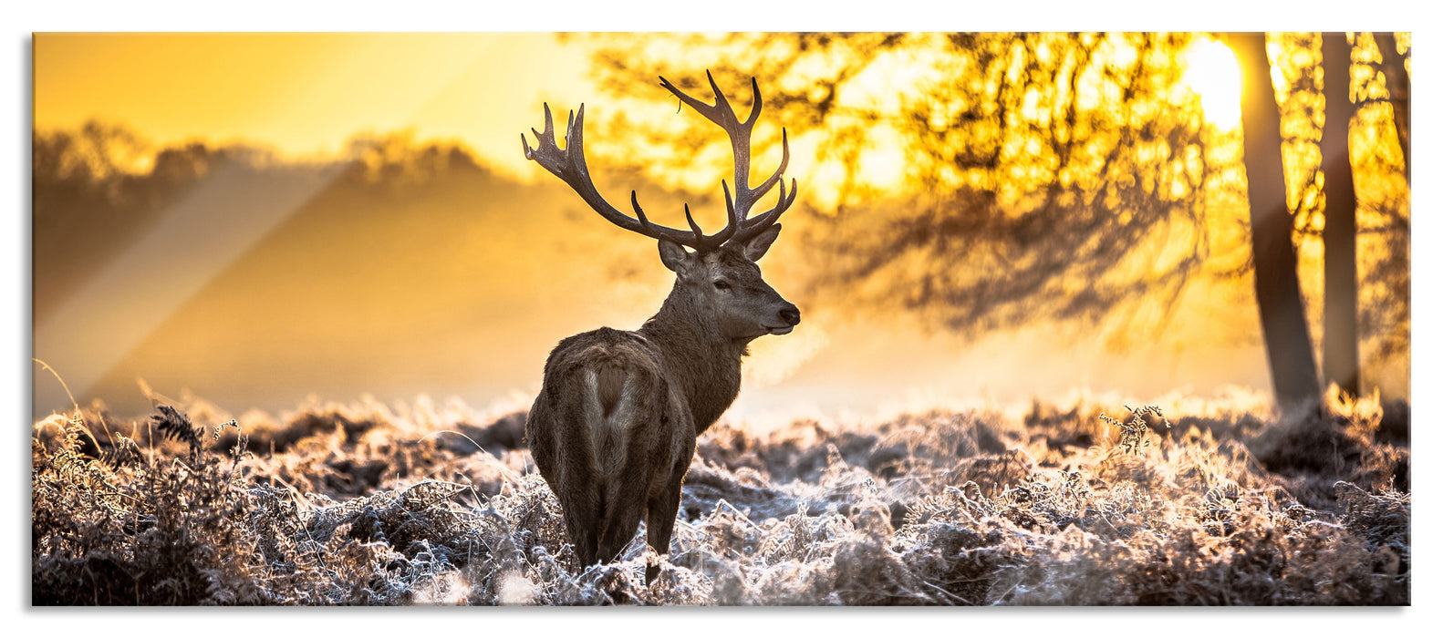 Pixxprint Hirsch im Wald, Glasbild Panorama