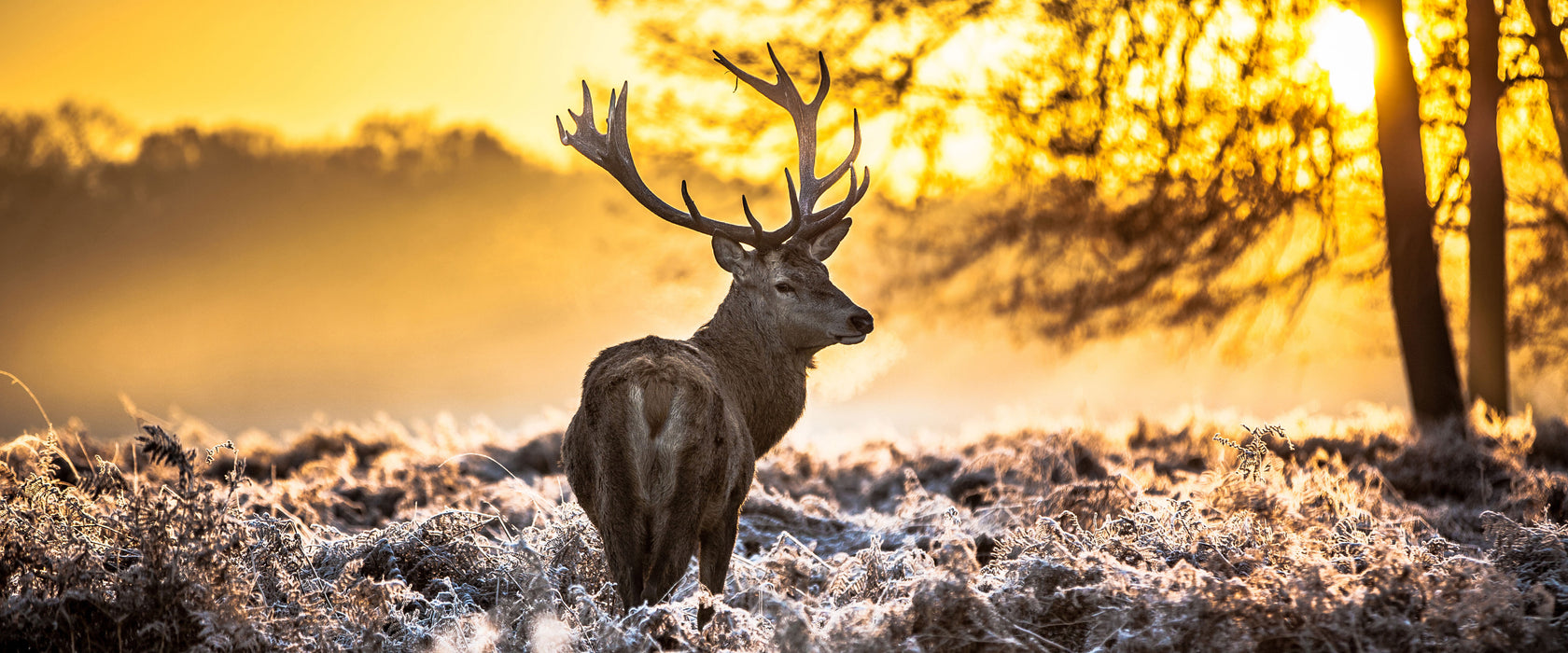 Hirsch im Wald, Glasbild Panorama