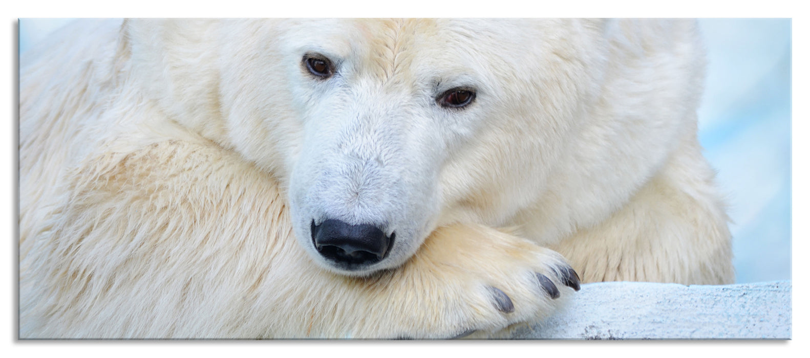 Pixxprint Nachdenklicher Eisbär, Glasbild Panorama