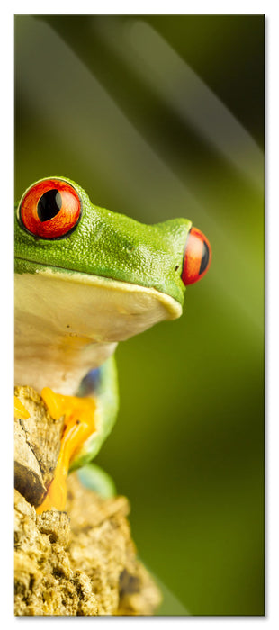 Pixxprint Grüner Rotaugen Frosch, Glasbild Panorama