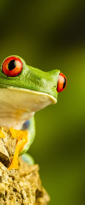 Grüner Rotaugen Frosch, Glasbild Panorama