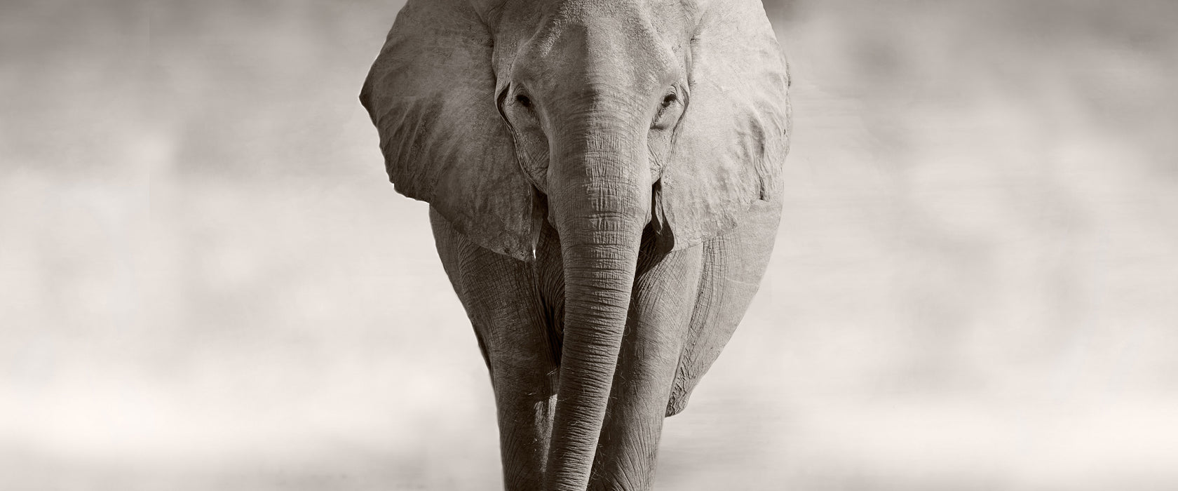 Einsamer Elefant, Glasbild Panorama